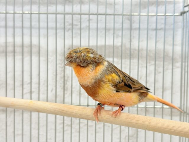 グロスターカナリア