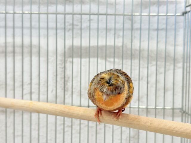 グロスターカナリア