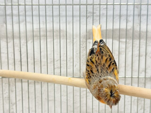 グロスターカナリア