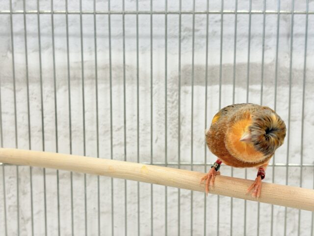 グロスターカナリア