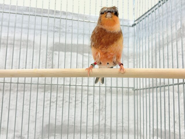 グロスターカナリア