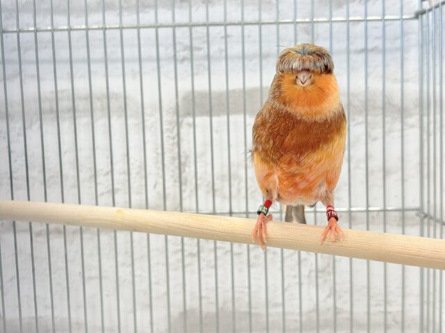 グロスターカナリア