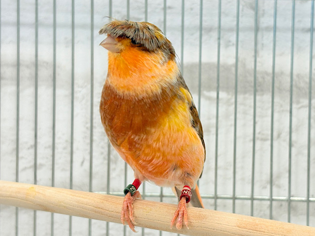 個性的なおカッパちゃん🐥🥒グロスターカナリア(男の子)