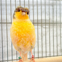 カナリア界の貴公子🐥✨グロスターカナリア(男の子)