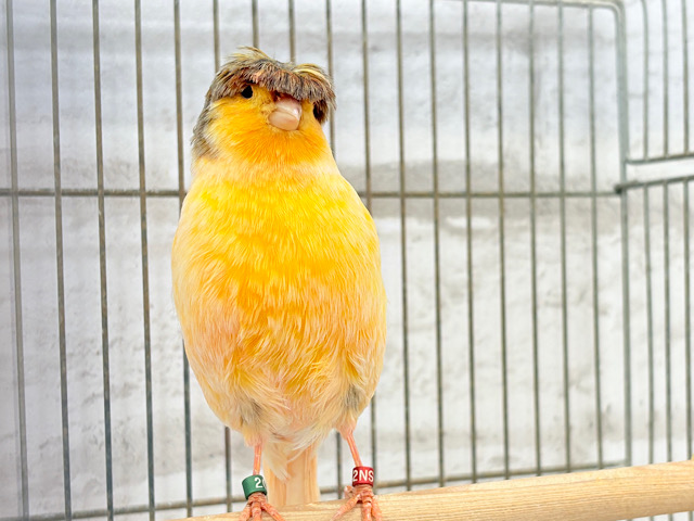 カナリア界の貴公子🐥✨グロスターカナリア(男の子)