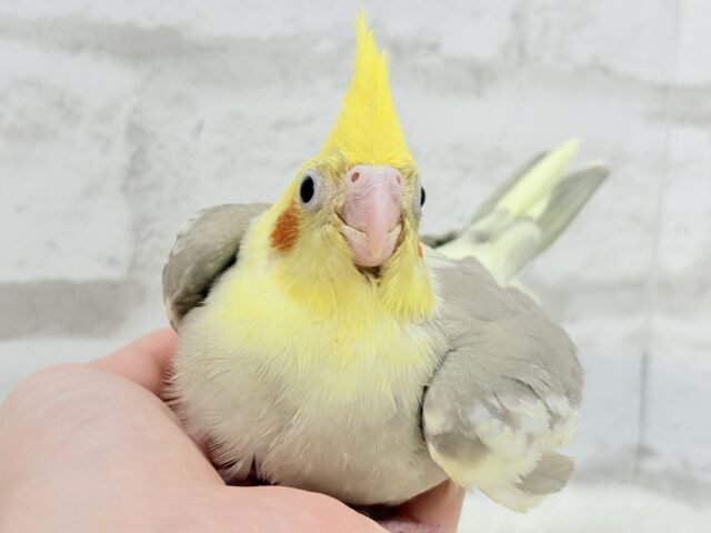 オカメインコ