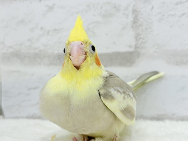 オカメインコ