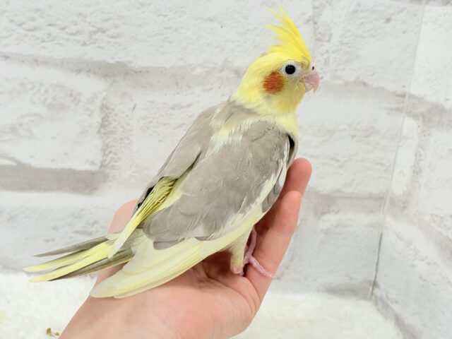 オカメインコ
