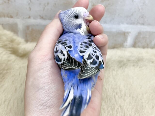 アメジストの輝き💎💜✨ セキセイインコ(バイオレットオパーリン) セキセイインコ