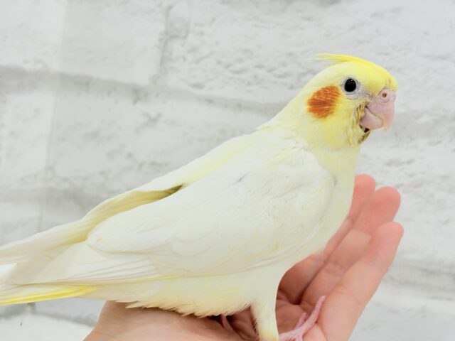 オカメインコ