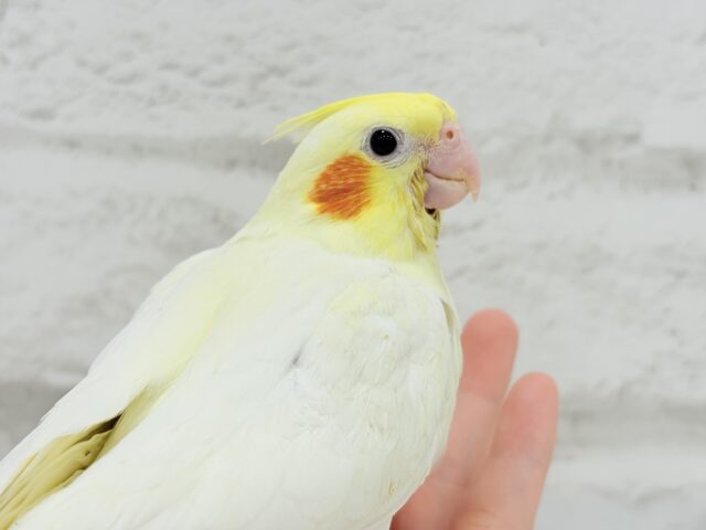 オカメインコ
