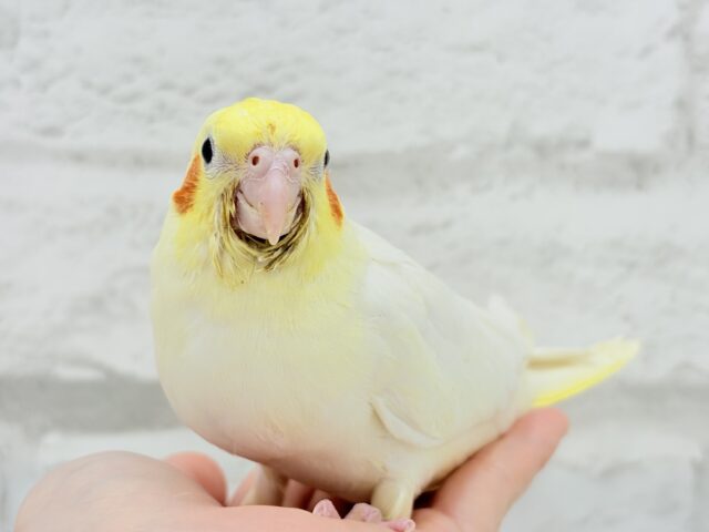 オカメインコ