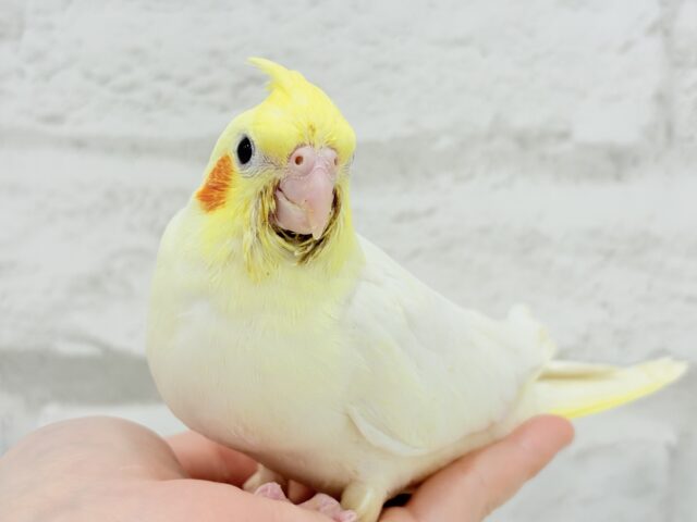 オカメインコ