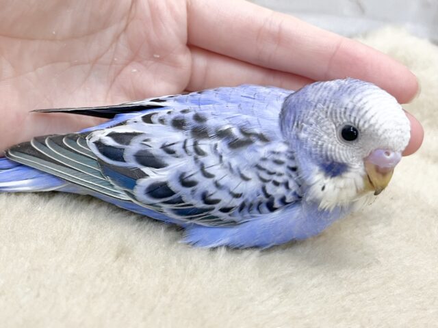 アメジストの輝き💎💜✨ セキセイインコ(バイオレットオパーリン) セキセイインコ