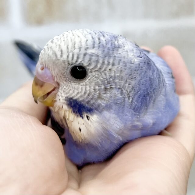 アメジストの輝き💎💜✨ セキセイインコ(バイオレットオパーリン) アメジストの輝き💎💜✨ セキセイインコ(バイオレットオパーリン)