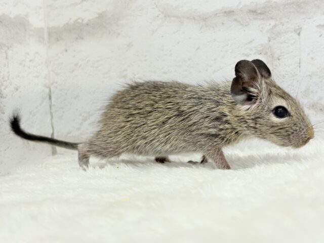 透明感いっぱいの大きなおめめ🐭🫧デグー(ノーマル) 女の子 デグー