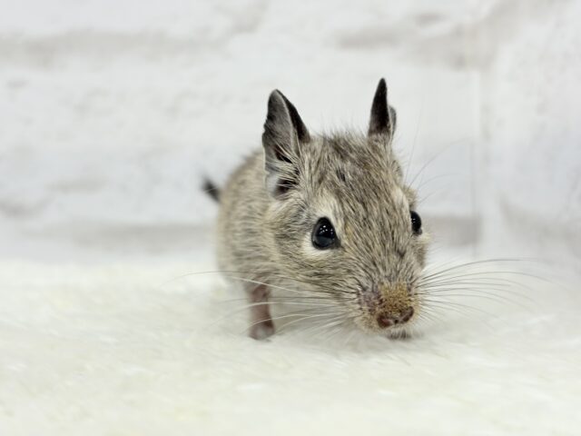 透明感いっぱいの大きなおめめ🐭🫧デグー(ノーマル) 女の子 デグー