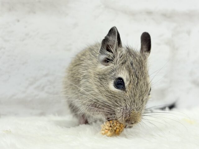 透明感いっぱいの大きなおめめ🐭🫧デグー(ノーマル) 女の子 デグー