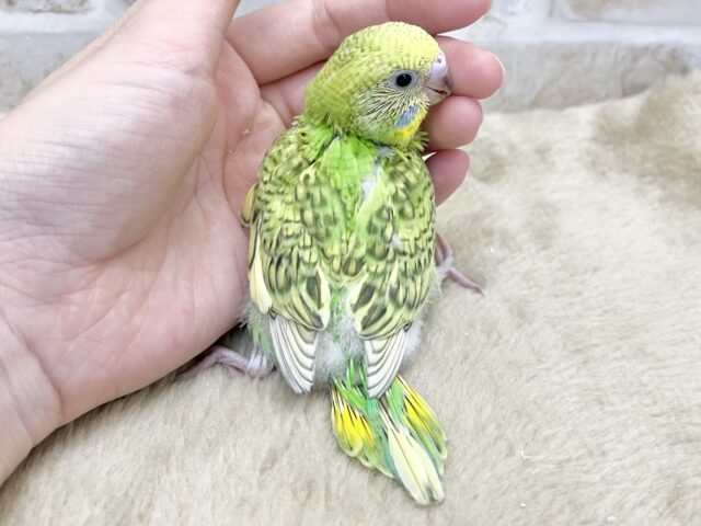 濃いめがカッコいい〜💚🎶 セキセイインコ(グリーンスパングル) セキセイインコ