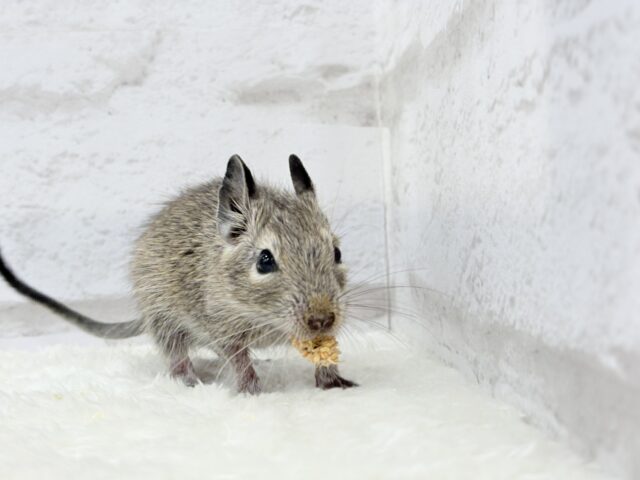 透明感いっぱいの大きなおめめ🐭🫧デグー(ノーマル) 女の子 デグー