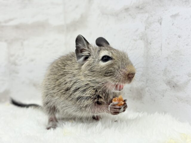 透明感いっぱいの大きなおめめ🐭🫧デグー(ノーマル) 女の子 デグー