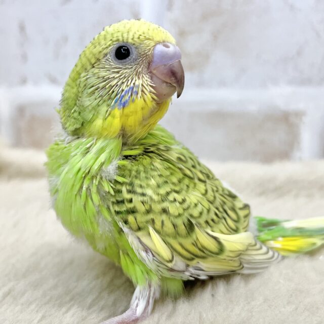 濃いめがカッコいい〜💚🎶 セキセイインコ(グリーンスパングル) 濃いめがカッコいい〜💚🎶 セキセイインコ(グリーンスパングル)