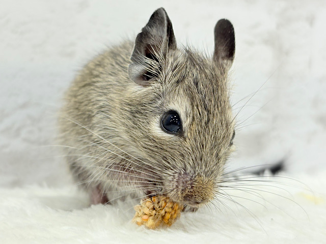 透明感いっぱいの大きなおめめ🐭🫧デグー(ノーマル) 女の子 透明感いっぱいの大きなおめめ🐭🫧デグー(ノーマル) 女の子
