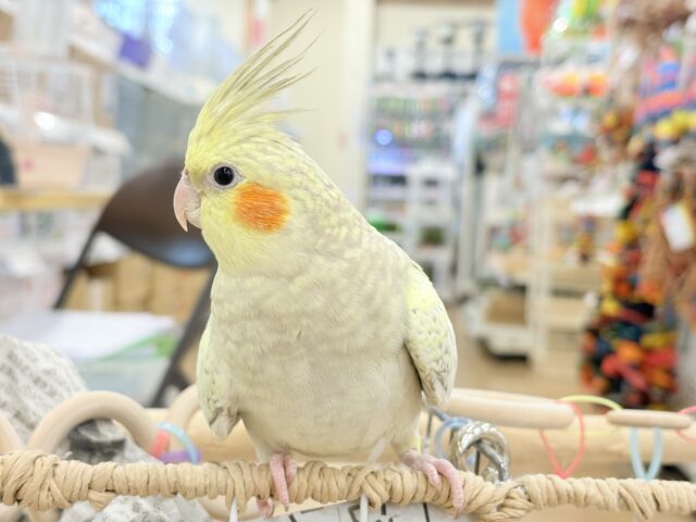 オカメインコ