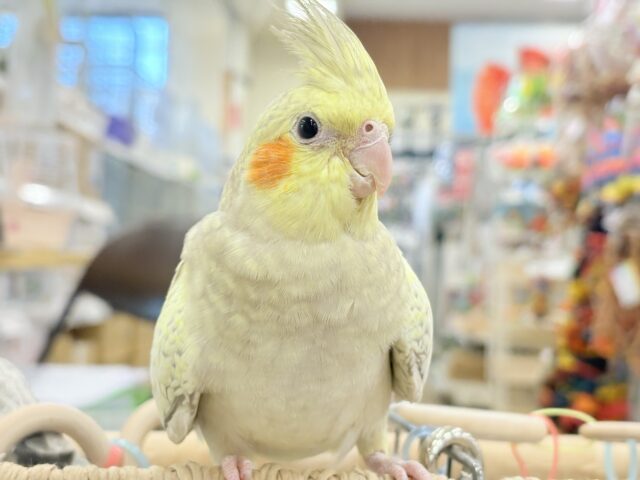 【最新画像更新🪄】マイペースな子~♩♩オカメインコ(シナモンパール) ヒナ オカメインコ