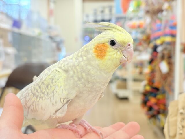 オカメインコ