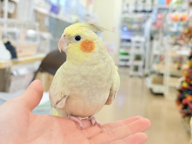 オカメインコ