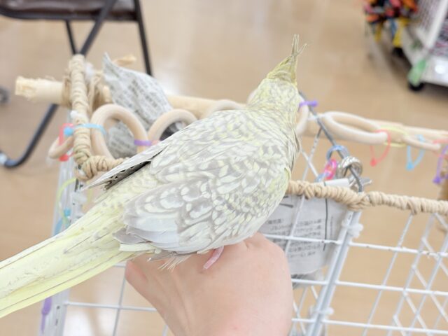 【最新画像更新🪄】マイペースな子~♩♩オカメインコ(シナモンパール) ヒナ オカメインコ