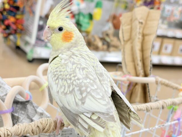 オカメインコ
