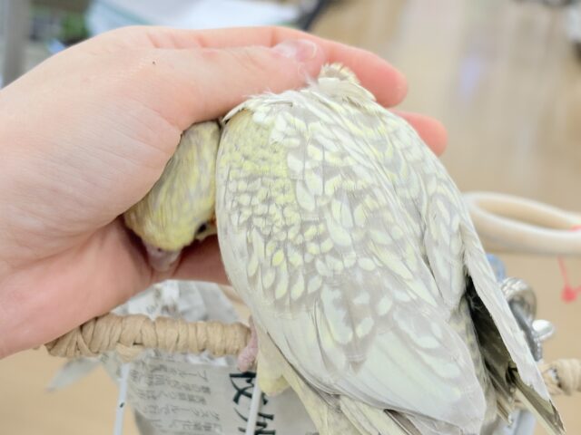 【最新画像更新🪄】マイペースな子~♩♩オカメインコ(シナモンパール) ヒナ オカメインコ