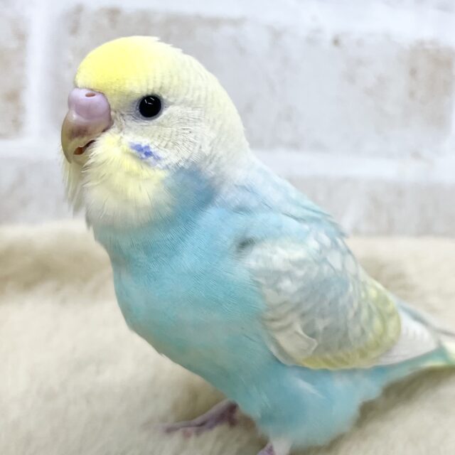 ポッピンシャワ〜✌️🌈✨　セキセイインコ（パステルレインボー）