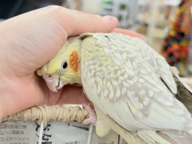 オカメインコ