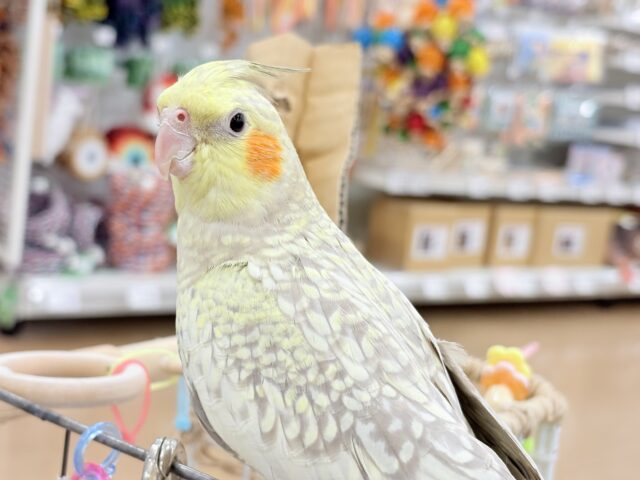 オカメインコ