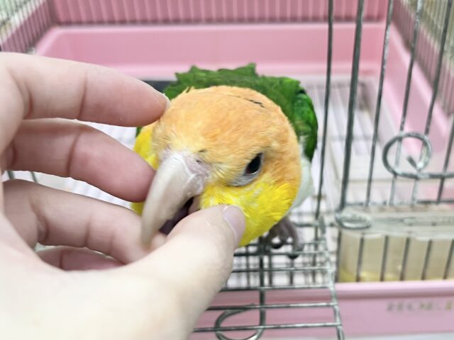 甘えん坊のぬべぬべ怪獣現る🦖💓 シロハラインコ シロハラインコ