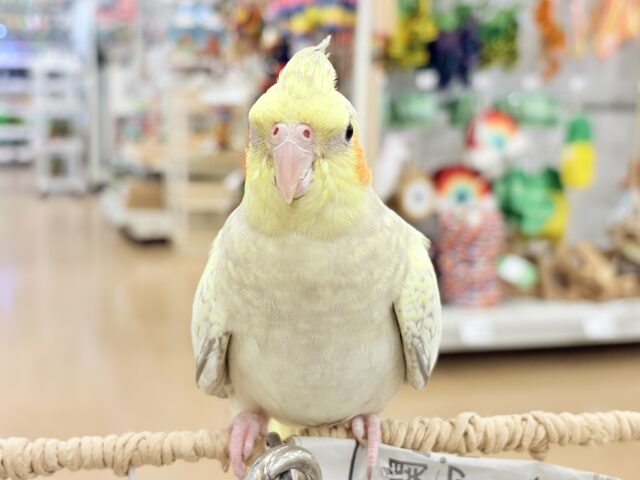 オカメインコ