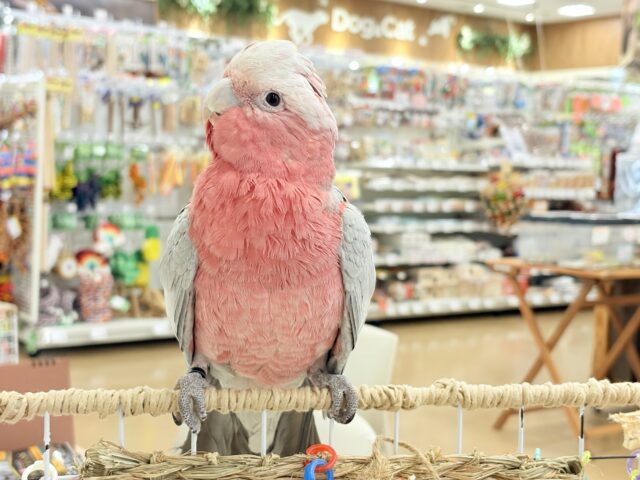 モモイロインコ