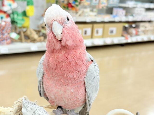 【最新画像更新🪄】なでなで好きの甘えんぼ〜🍑💖モモイロインコ(ノーマル) 女の子 モモイロインコ