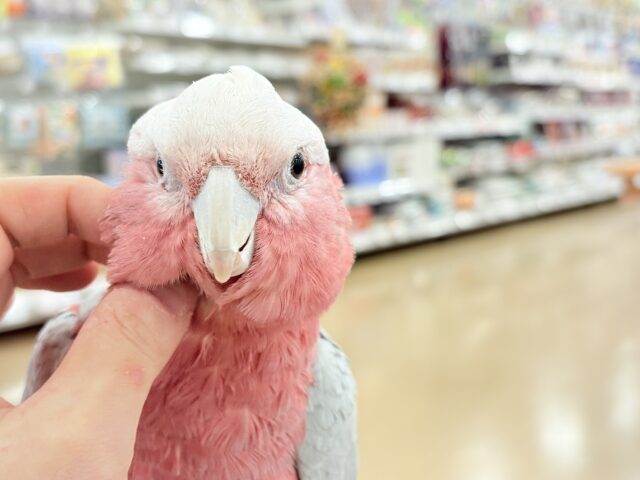 モモイロインコ