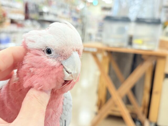 【最新画像更新🪄】なでなで好きの甘えんぼ〜🍑💖モモイロインコ(ノーマル) 女の子 モモイロインコ