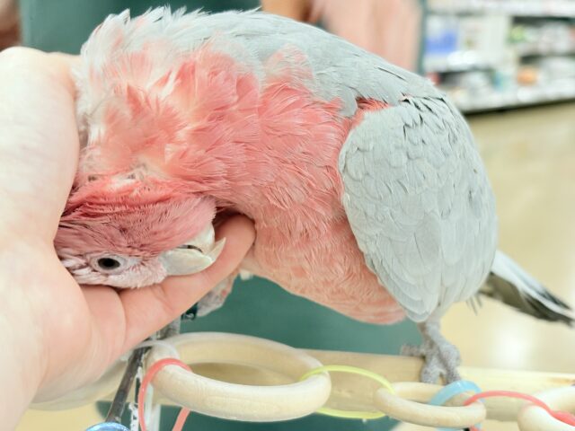 モモイロインコ