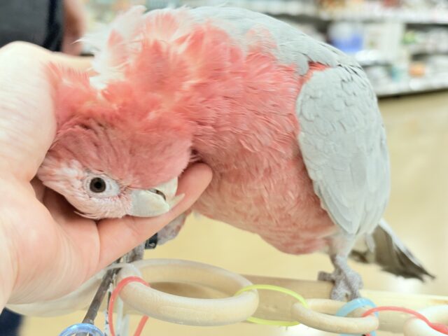 モモイロインコ