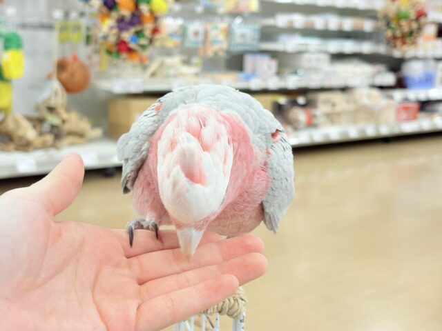 モモイロインコ