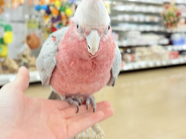 モモイロインコ