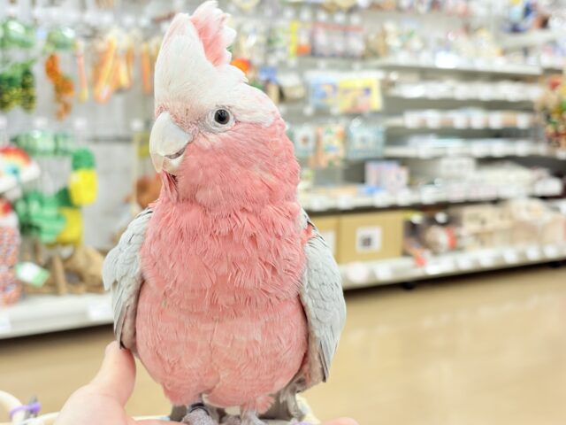 【最新画像更新🪄】なでなで好きの甘えんぼ〜🍑💖モモイロインコ(ノーマル) 女の子 モモイロインコ