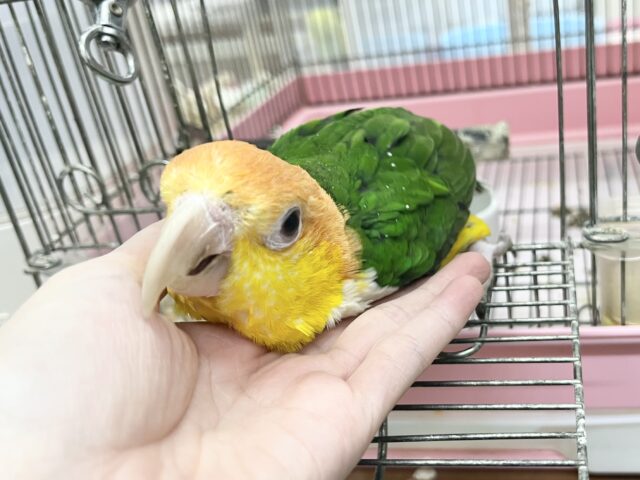シロハラインコ