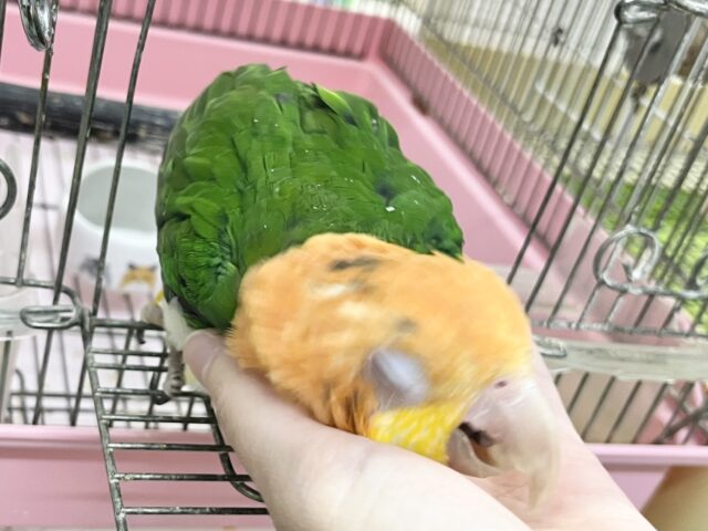 シロハラインコ
